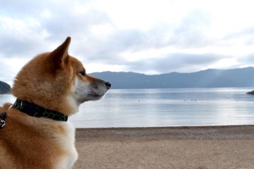 愛犬が亡くなる前にできることは何?