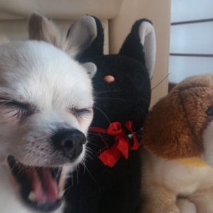 愛犬を土葬にする際の方法と注意点 おくりいぬ 愛犬の供養とメモリアルグッズ