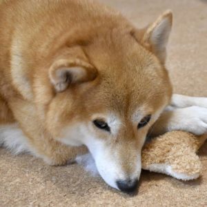 愛犬を土葬にする際の方法と注意点 おくりいぬ 愛犬の供養とメモリアルグッズ