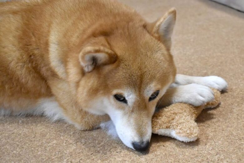愛犬の遺骨にカビが 今日から始めるカビ対策とは おくりいぬ 愛犬の供養とメモリアルグッズ