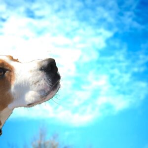 愛犬が健在の飼い主さんは葬儀について考えたことはあるのか？