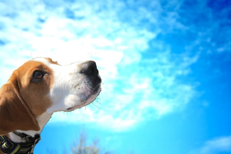 愛犬が健在の飼い主さんは葬儀について考えたことはあるのか？