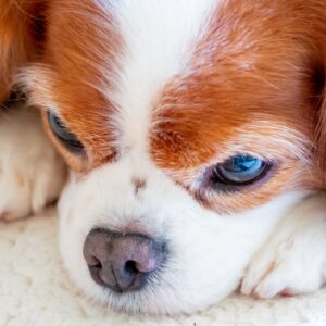 愛犬を土葬にする際の方法と注意点 おくりいぬ 愛犬の供養とメモリアルグッズ
