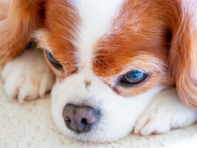 愛犬の葬儀・火葬で実際にあったトラブルとは？回避するには？