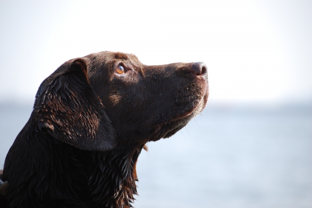 愛犬の葬儀を調査してわかったこととは?