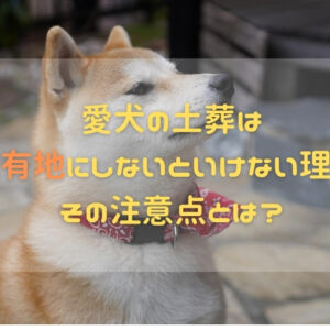 愛犬の土葬は私有地にしないといけない理由！その注意点とは？