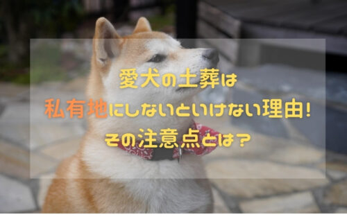 愛犬の土葬は私有地にしないといけない理由！その注意点とは？