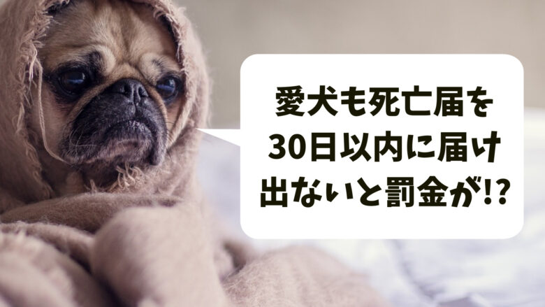 愛犬も死亡届を出すの？30日以内に届け出ないと罰金が科せられる!?