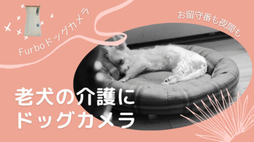 老犬の介護にFurboドッグカメラ!留守番中や夜間の様子が見れて安心
