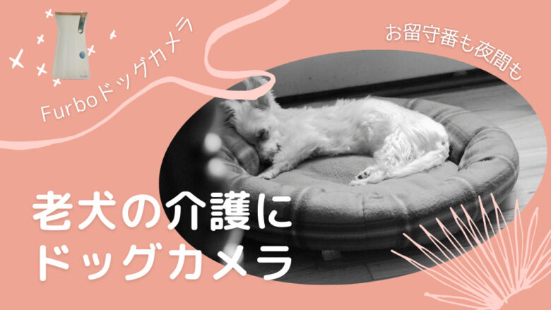 老犬の介護にFurboドッグカメラ!留守番中や夜間の様子が見れて安心