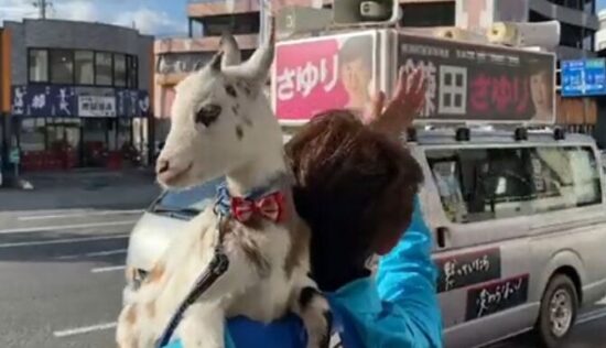 鎌田さゆりヤギ